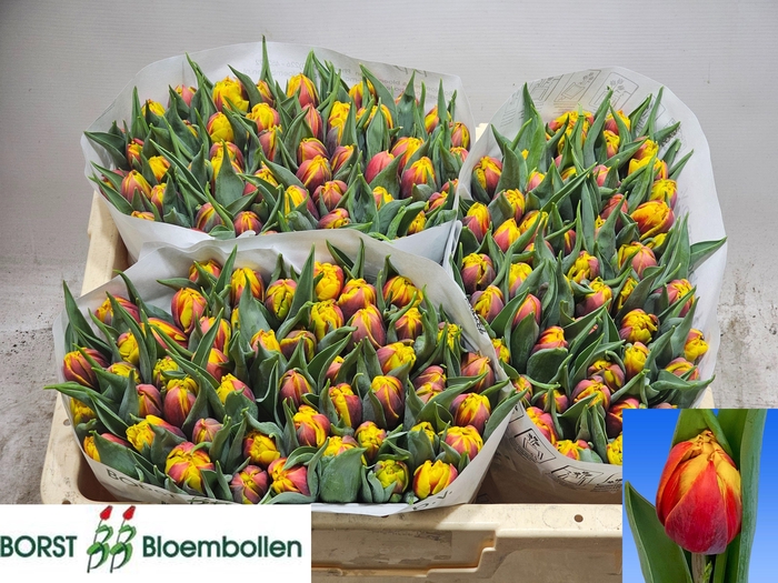 <h4>TU DU BOB MARLEY</h4>