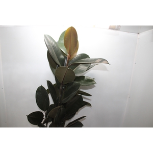 FICUS ELASTICA BURGUNDY P24