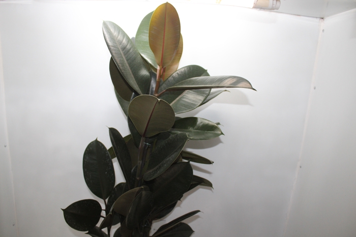 <h4>FICUS ELASTICA BURGUNDY P24</h4>