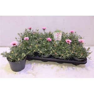 arr8 Rhodan H Zagora Pink