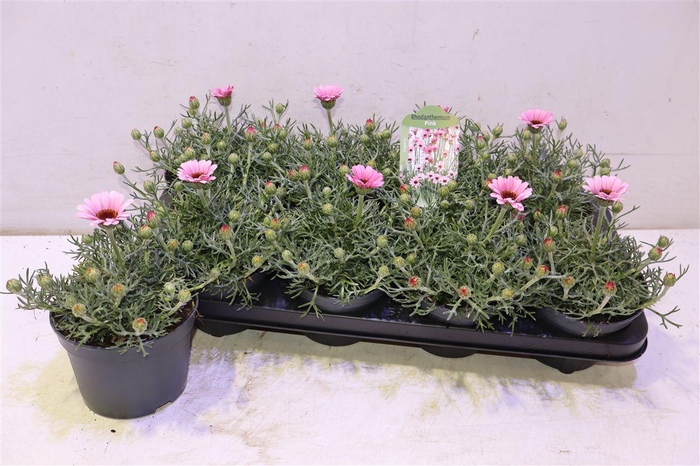 <h4>arr8 Rhodan H Zagora Pink</h4>