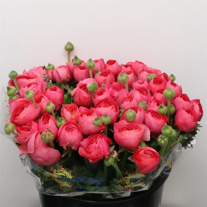 <h4>Ran Su Sr Fragolino Extra</h4>