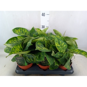 Homalomena  'Camouflage'