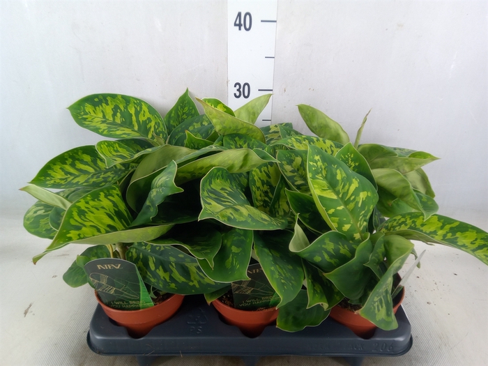 <h4>Homalomena  'Camouflage'</h4>