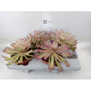 Aeonium   ...