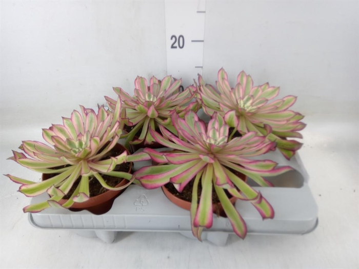 <h4>Aeonium   ...</h4>