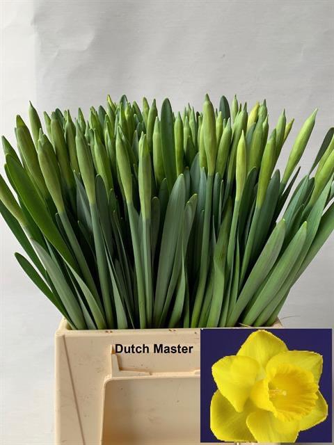 <h4>NARC T DUTCH MASTER</h4>