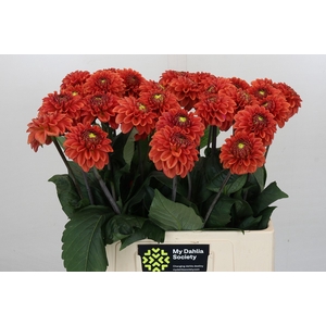 Dahlia Orange Fox