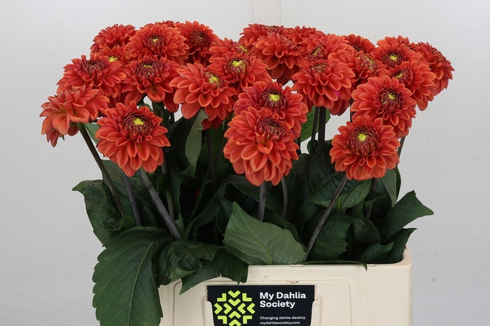 <h4>Dahlia Orange Fox</h4>