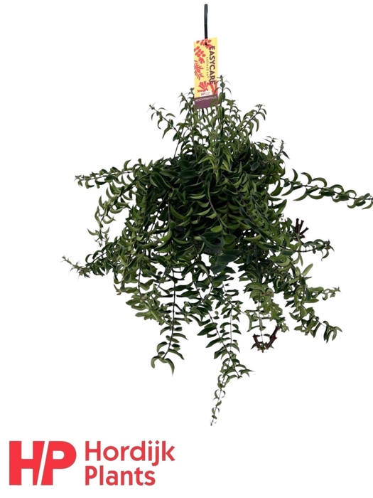 <h4>Aeschynanthus Twister</h4>