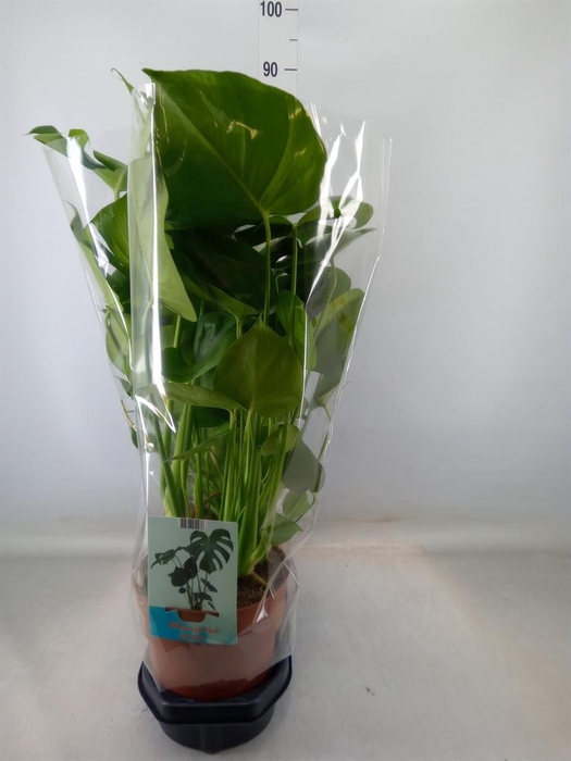 <h4>Monstera delic.</h4>