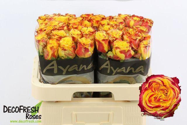 <h4>Rs Crimson Sky</h4>