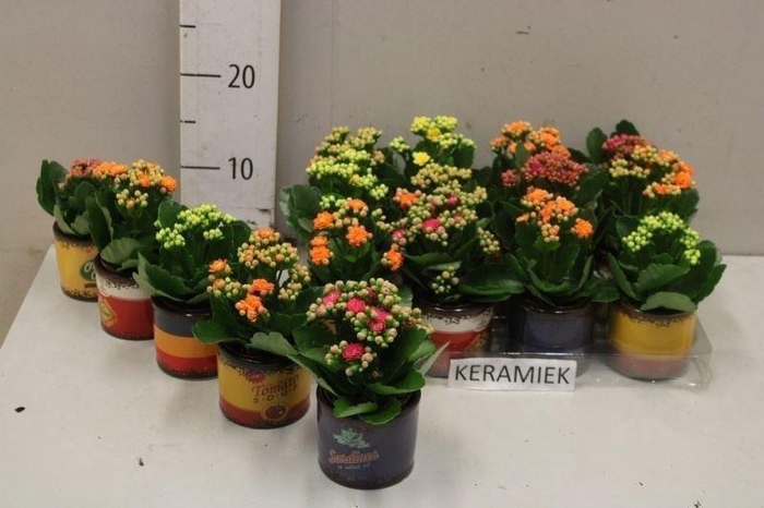 <h4>ARR KALANCHOE</h4>