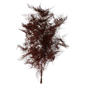 Bunch Asparagus 10pcs Pres.Slv L80