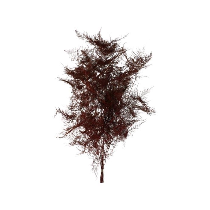 <h4>Bunch Asparagus 10pcs Pres.Slv L80</h4>