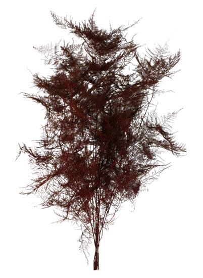 Bunch Asparagus 10pcs Pres.Slv L80