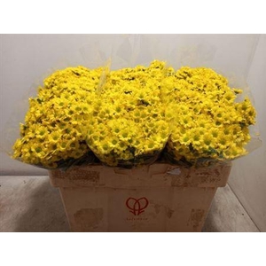 Chr San Mad Ringa Ye