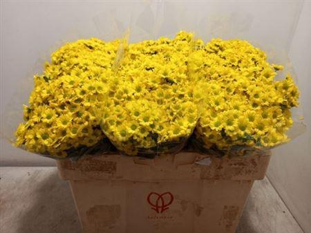 <h4>Chr San Mad Ringa Ye</h4>