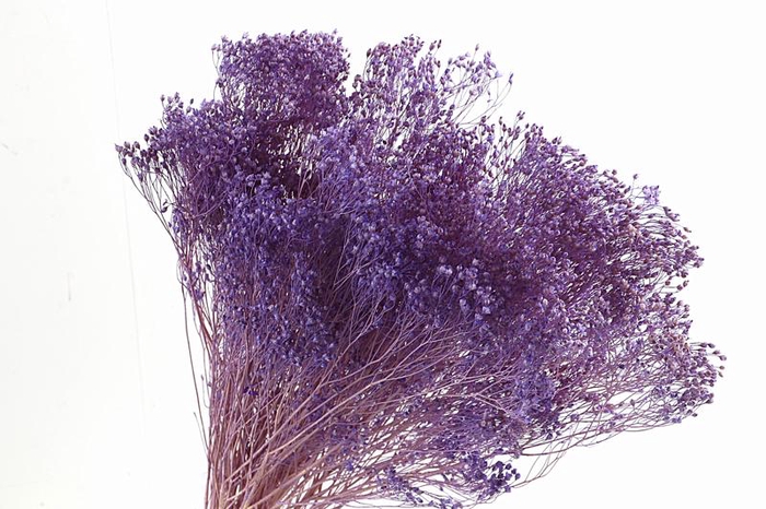 <h4>Broom Bloom Lilac</h4>