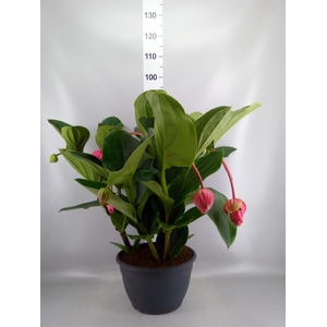 Medinilla magn.