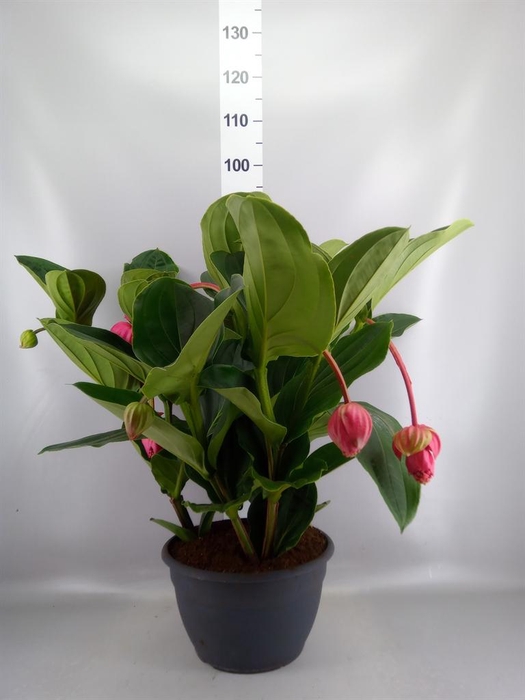 <h4>Medinilla magn.</h4>