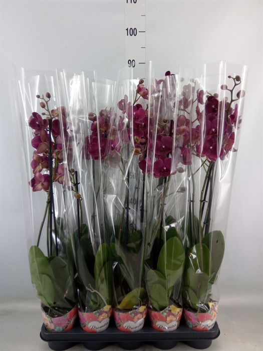 <h4>Phalaenopsis  'Ant Montreux'</h4>