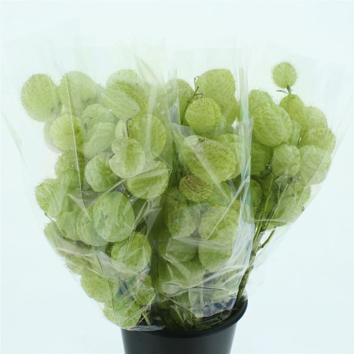 <h4>Gom Fr Moby Dick 300gram</h4>