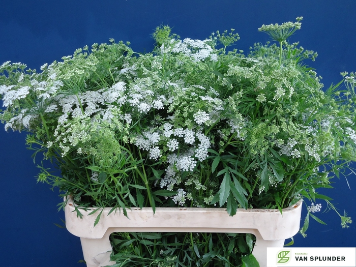 <h4>AMMI MAJUS</h4>