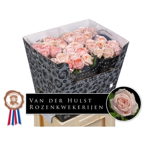 Rosa GR 'Tres Jolie'