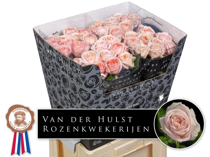 <h4>Rosa GR 'Tres Jolie'</h4>