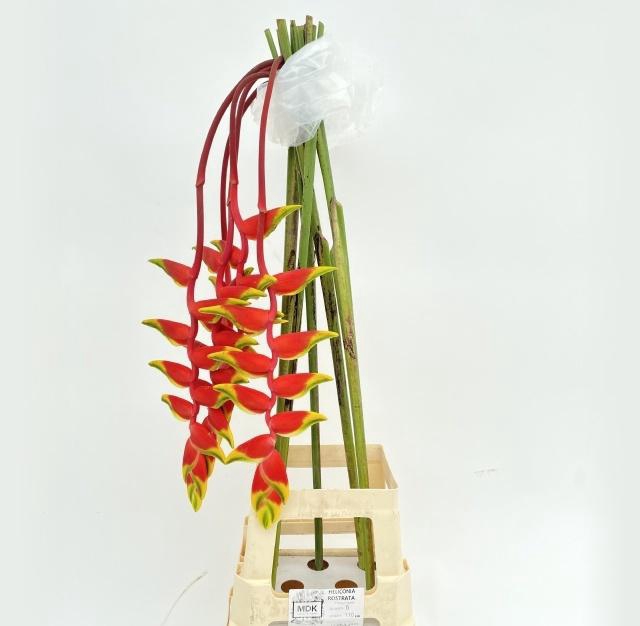 <h4>HELIC ROSTRATA</h4>