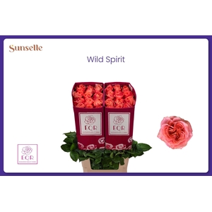 R GR WILD SPIRIT