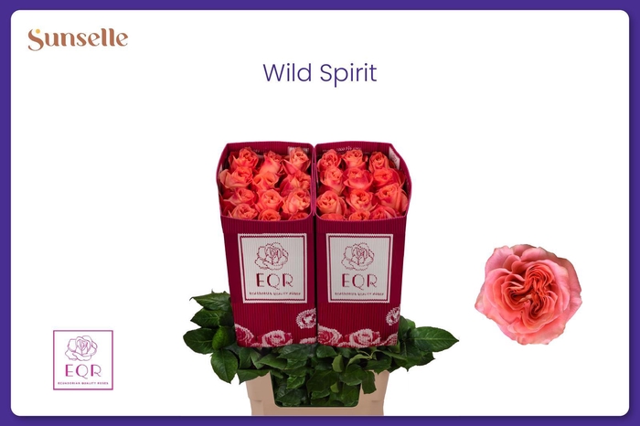<h4>R GR WILD SPIRIT</h4>