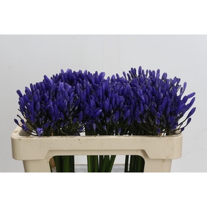 Agapanthus Uri