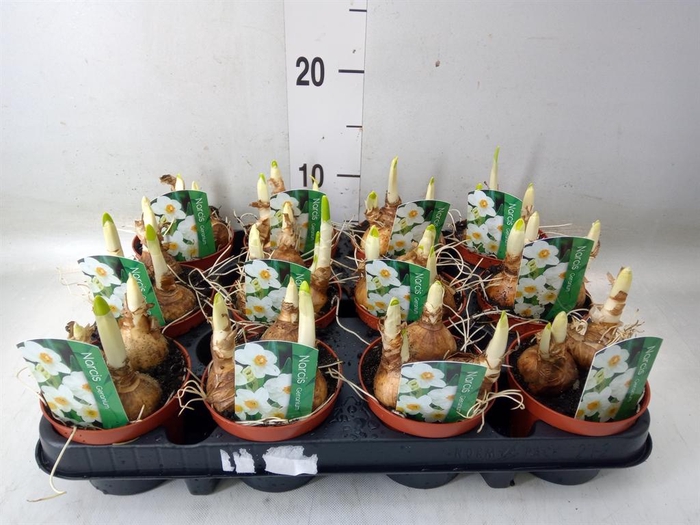 <h4>Narcissus taz. 'Geranium'</h4>