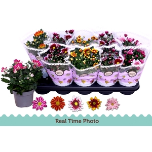 CHRYS GEM 2 KL BLOEM