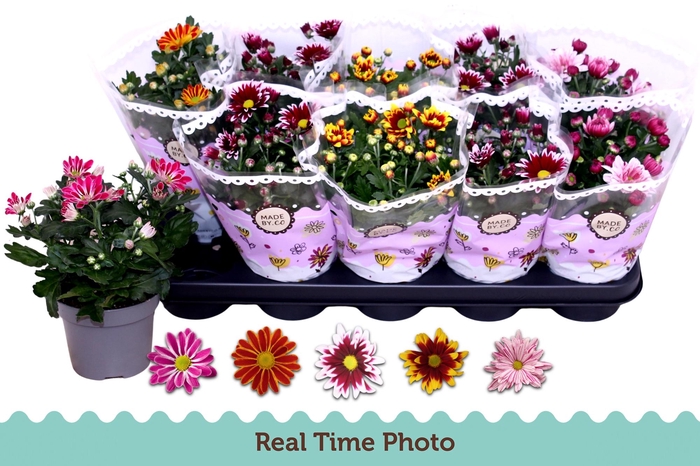 <h4>CHRYS GEM 2 KL BLOEM</h4>