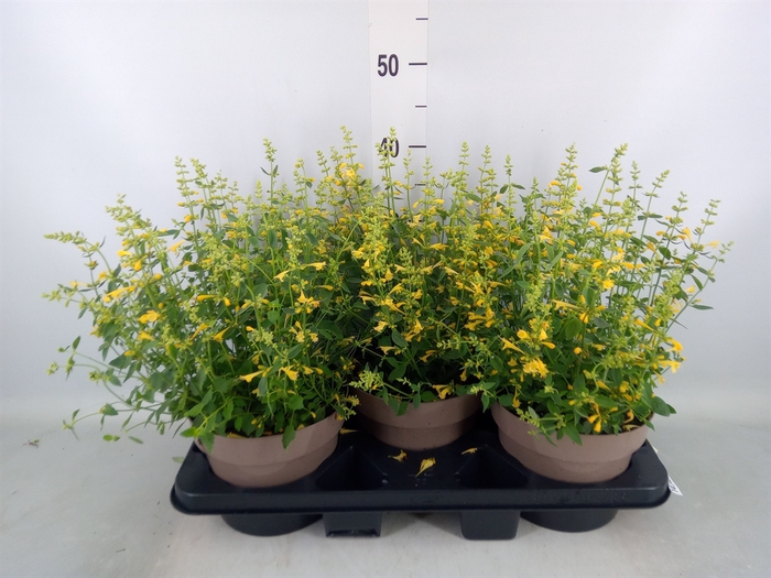 <h4>Agastache mexic.</h4>