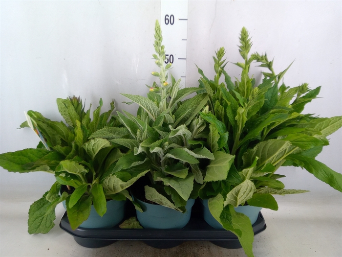 <h4>Digitalis purp. 'Lucas'</h4>