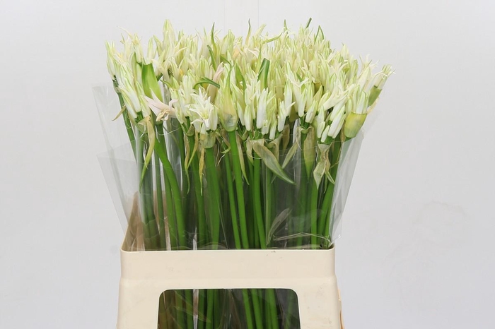 <h4>Nerine Like a Virgin</h4>