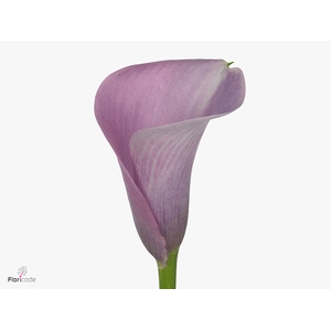 Calla Violetta | Dubbelbloemig