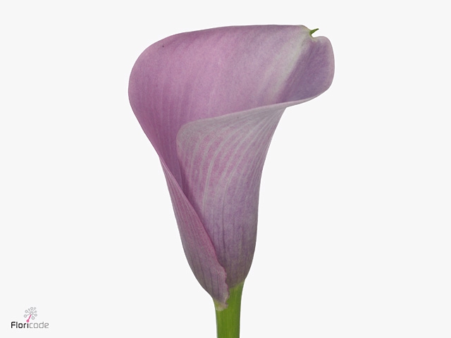 <h4>Calla Violetta | Dubbelbloemig</h4>