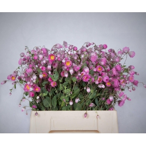 HELIPTERUM ROSEUM RHODAN CHL ROSEA