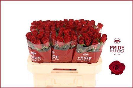 <h4>R Gr Revolution</h4>