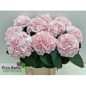 HYDR M MY PINKTOU RZ