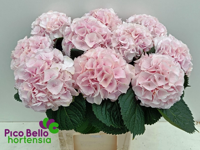 <h4>HYDR M MY PINKTOU RZ</h4>