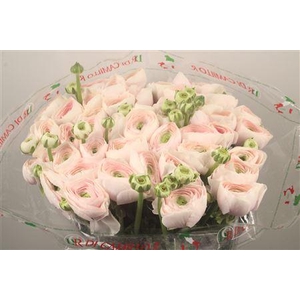 Ran... Su Hanoi Super X50