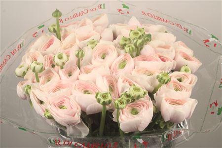 Ran... Su Hanoi Super X50