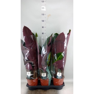 Calathea warscewiczii