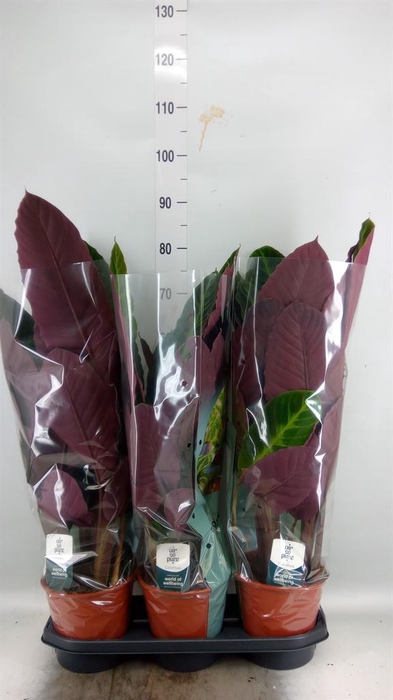 <h4>Calathea warscewiczii</h4>